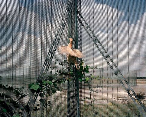 A bird flails in the corner of narrow, black fencing. More fencing is across a patch of dirt, and puffy white clouds fill the blue sky above.